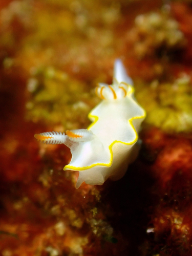 Thorunna africana