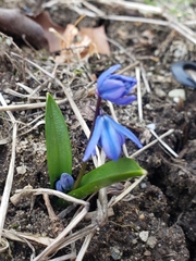 Scilla