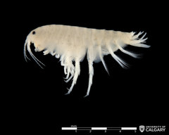 Hyalella azteca