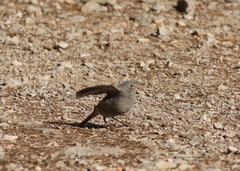 Phoenicurus ochruros