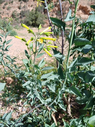 tree tobacco