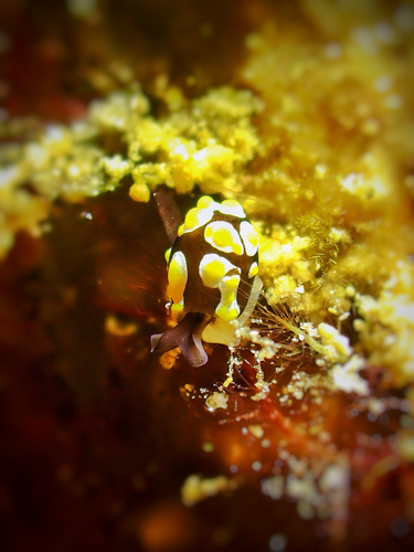 Colpodaspis thompsoni