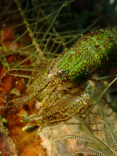 Synalpheus stimpsonii