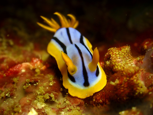 Elisabeth's Chromodoris