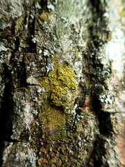 Candelariella xanthostigma