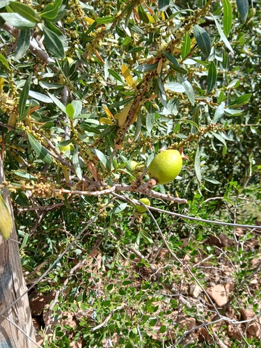 Argan tree