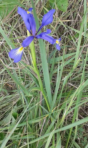 Iris notha
