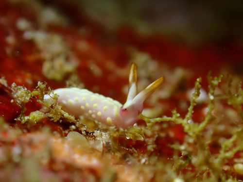 White-bump Sapsucking Slug