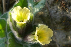 Nonea lutea