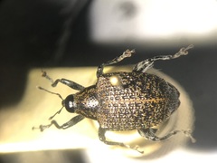 Pseudopiazurus centraliamericanus