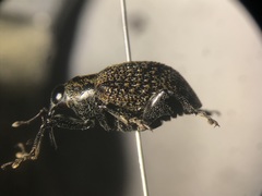 Pseudopiazurus centraliamericanus