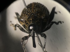 Pseudopiazurus centraliamericanus