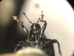 Pseudopiazurus centraliamericanus