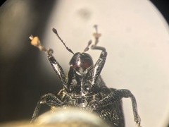 Pseudopiazurus centraliamericanus