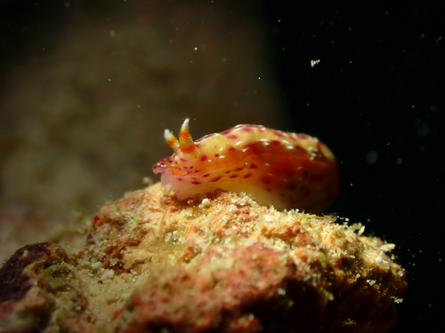 Spotted Hypselodoris