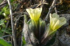 Nonea lutea
