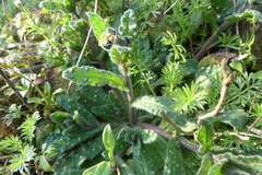 Nonea lutea