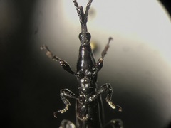 Acratini