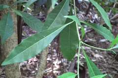 Quintinia verdonii