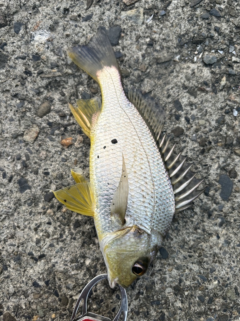 Fine-spotted grunter-bream (Pomadasys argenteus) — Haemulidae