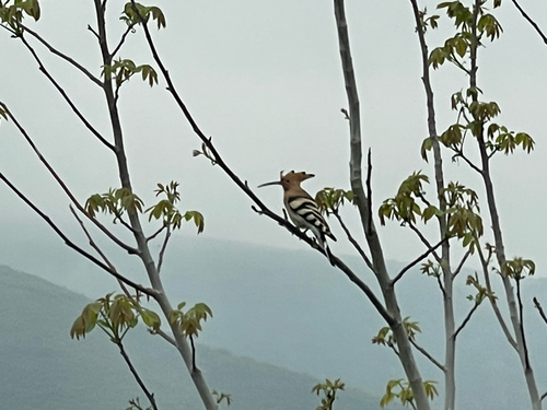 Common Hoopoe