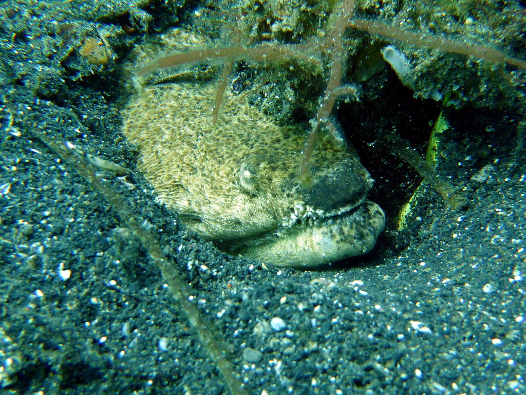Stargazer Snake Eel