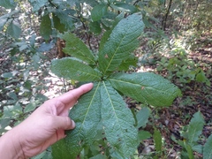 Quercus rysophylla