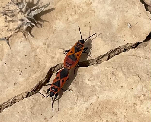 Mediterranean red bug