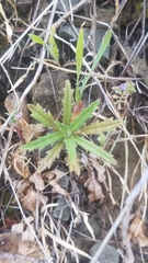 Streptanthus glandulosus secundus