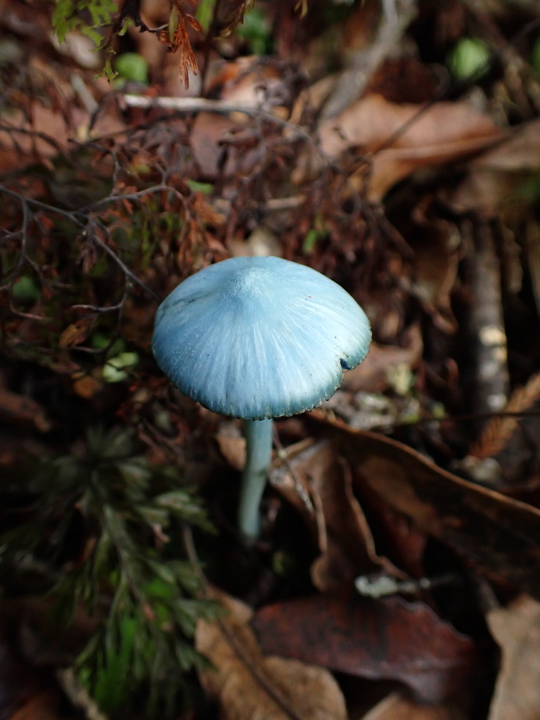 Entoloma hochstetteri · April 2026 · photo: © rayjackson (iNaturalist, cc-by)