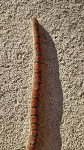 Atractus zebrinus