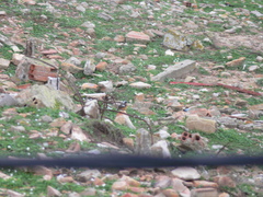 Phoenicurus moussieri