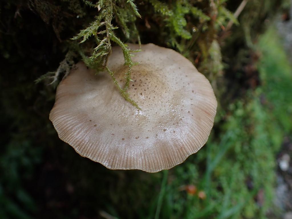 Armillaria novae-zelandiae · April 2026 · photo: © rayjackson (iNaturalist, cc-by)