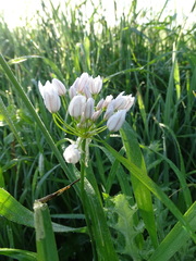 Allium neapolitanum