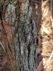 Dolichoderus clarki