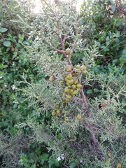 Juniperus turbinata