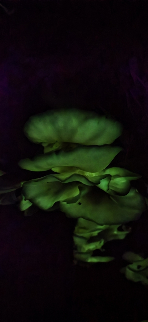 Omphalotus nidiformis · April 2026 · photo: © andrew_thornhill (iNaturalist, cc-by)