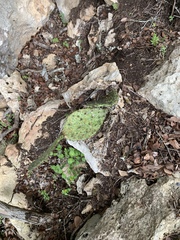 Opuntia decumbens