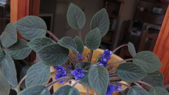 Streptocarpus ionanthus