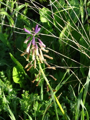 Bellevalia trifoliata