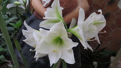 Hippeastrum hybridum