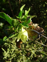 Clematis cirrhosa