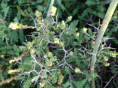 Sarcopoterium spinosum