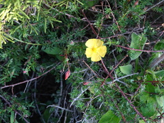 Fumana arabica