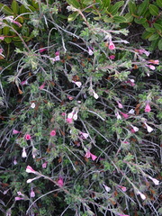 Lithodora hispidula versicolor