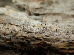 Chaenotheca xyloxena