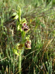 Ophrys umbilicata flavomarginata