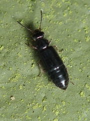 Coryphium angusticolle