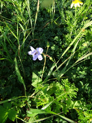 Iranian stork's bill (Erodium gruinum)