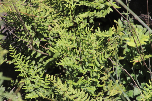 Green Cliff Brake